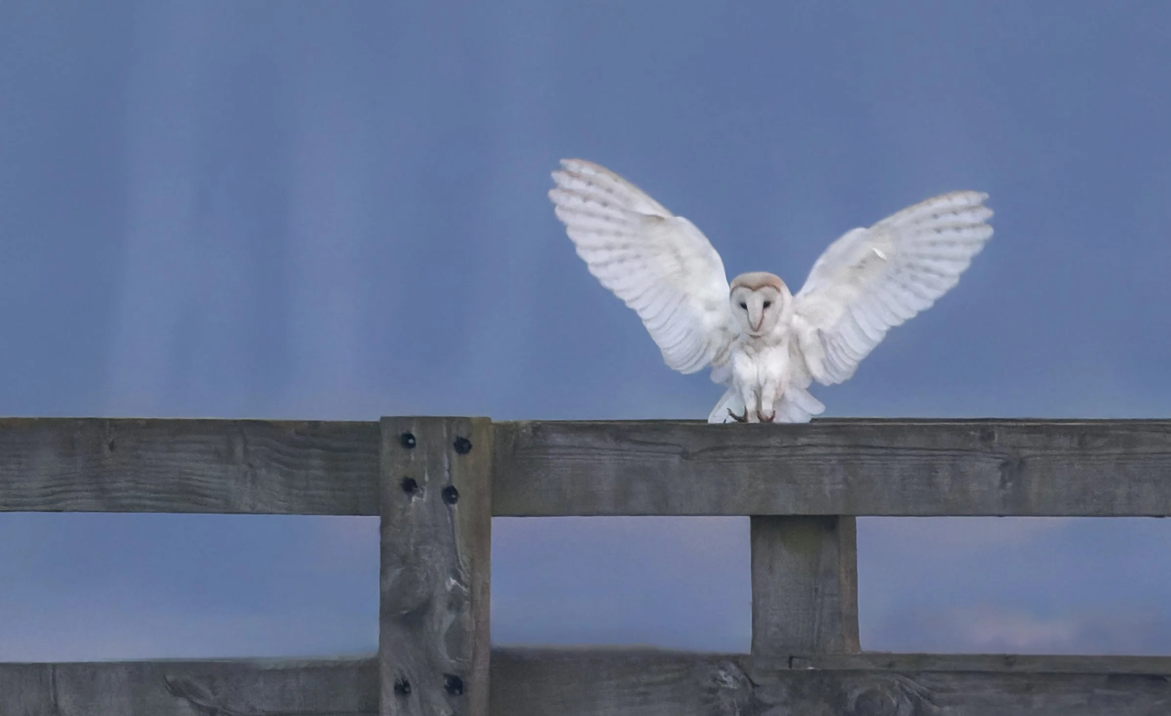 Barn owl outstretched on railing