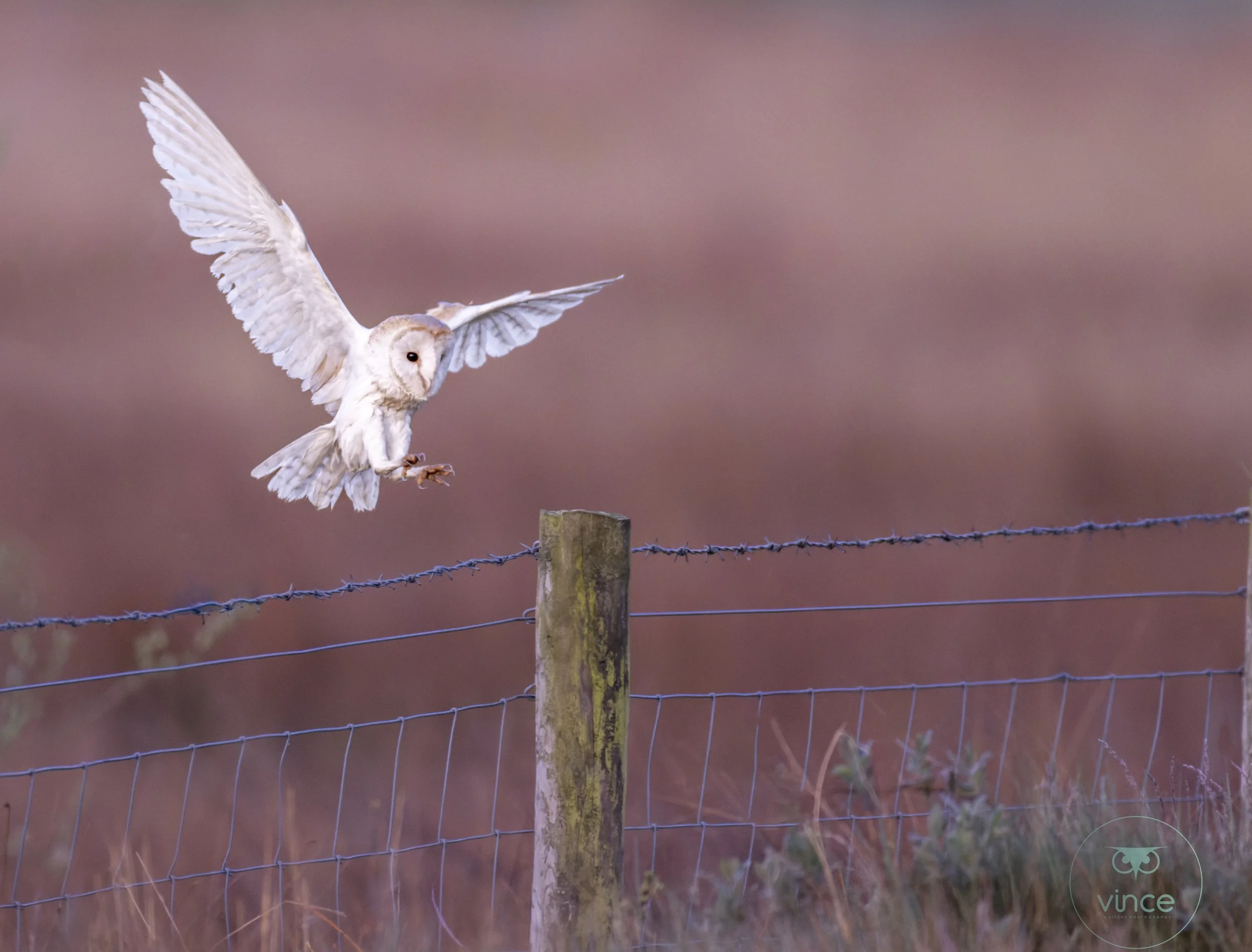 White owl flying toward barbed wire