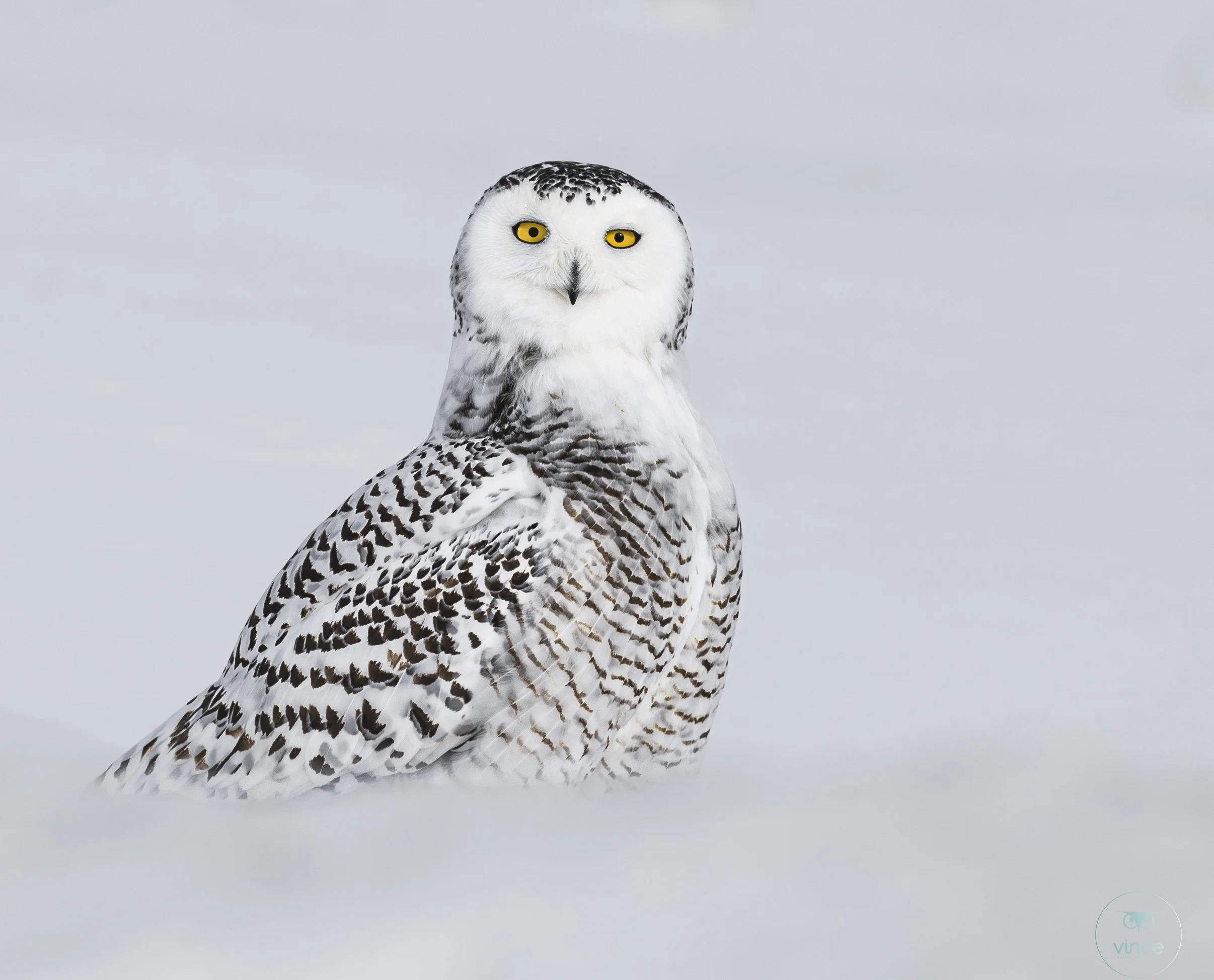 Snowy owl standing in snow
