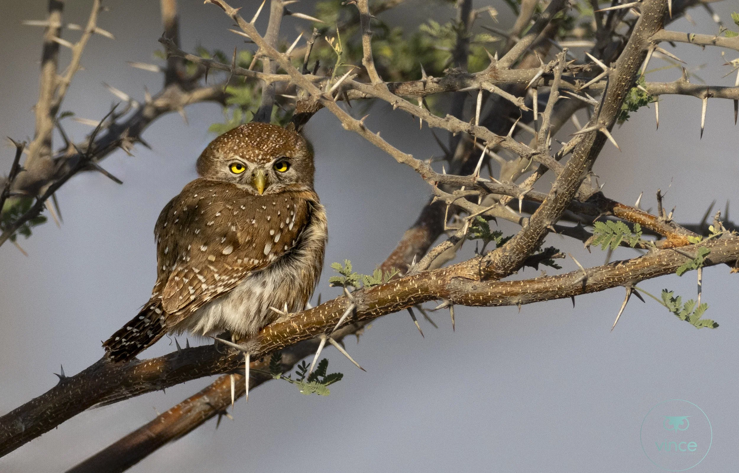 Small owl on thorny branch, yellow eyes