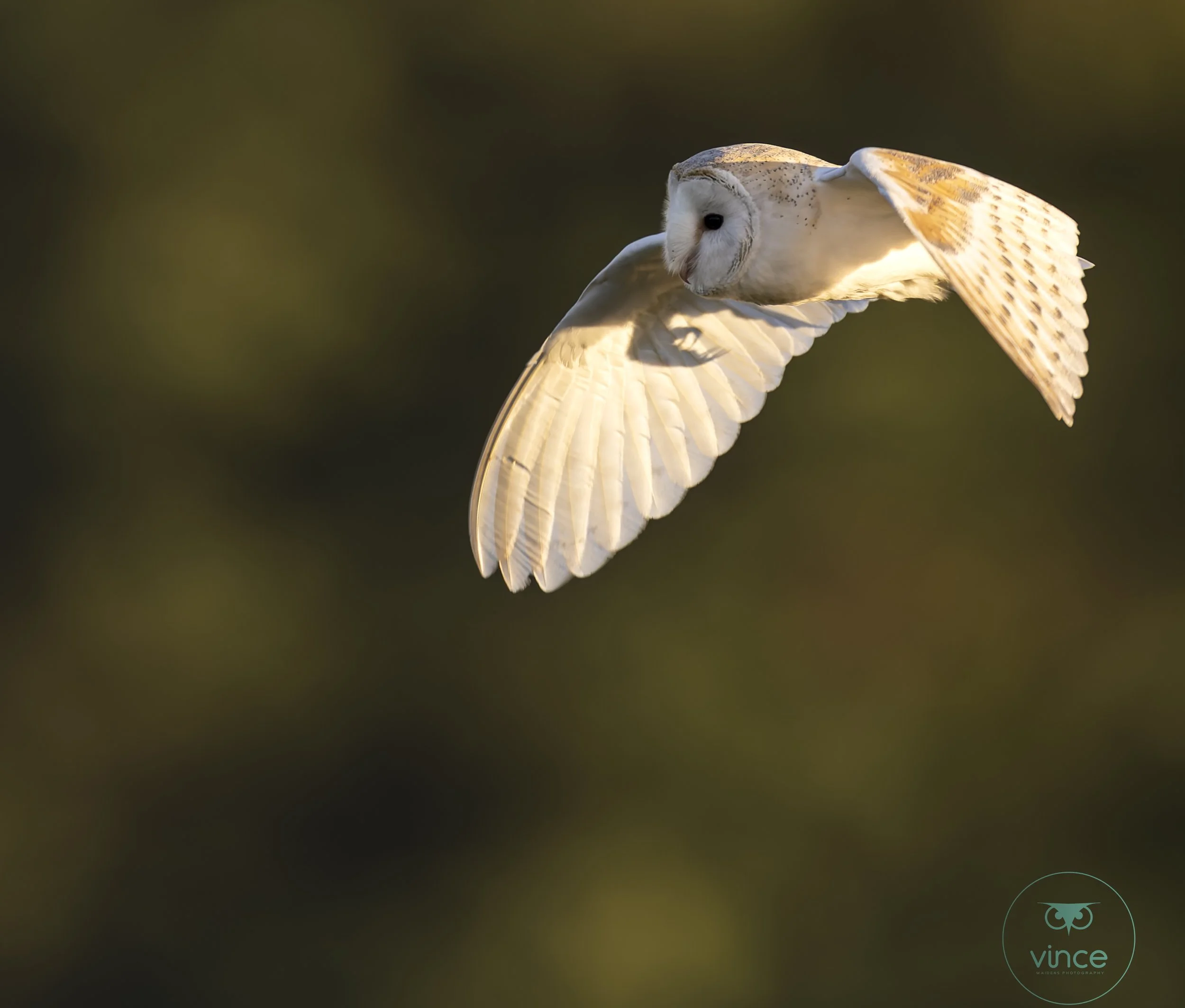 Barn owl in flight, wings spread