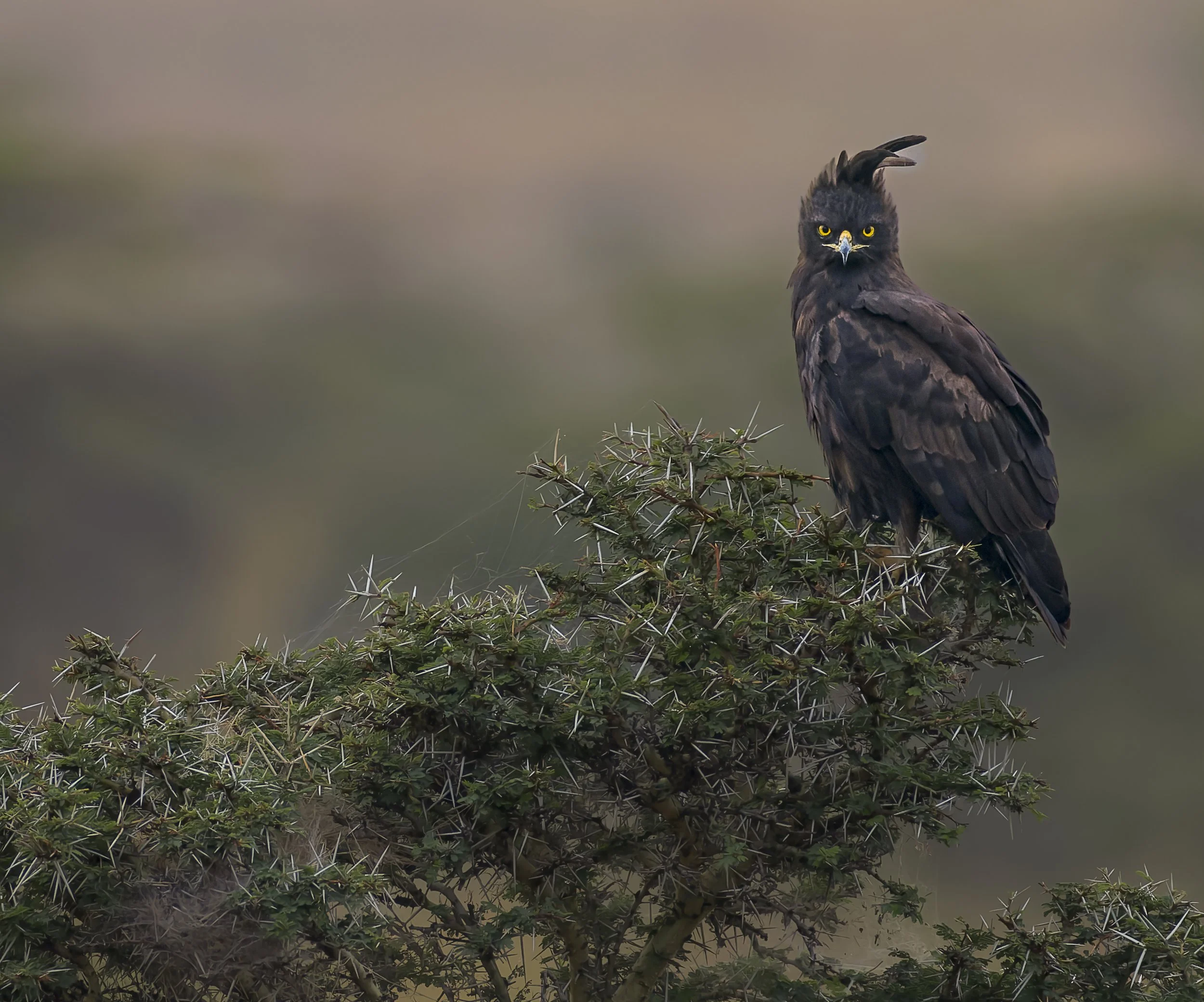 Crested eagle