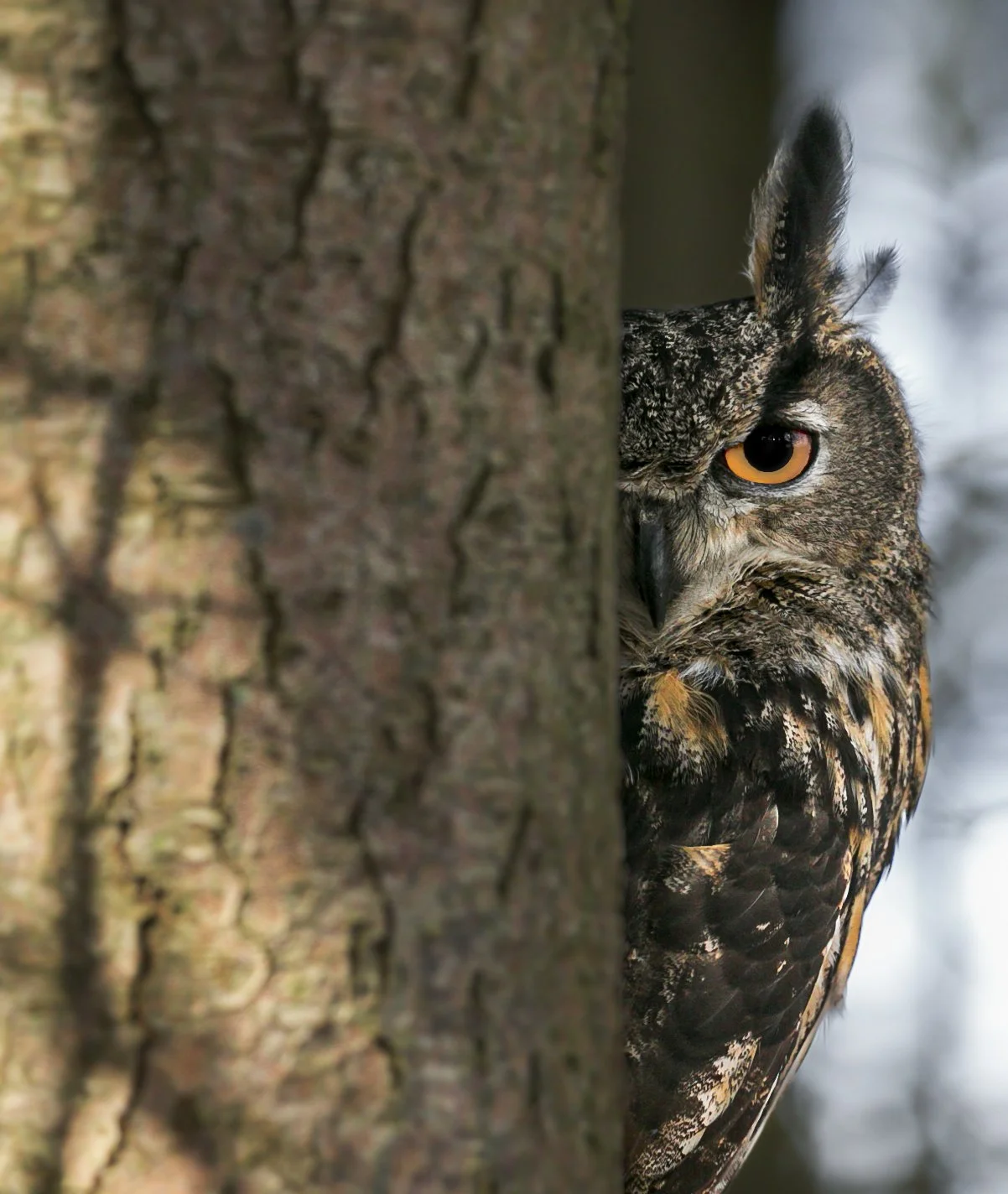 Eagle owl peeking from tree trunk