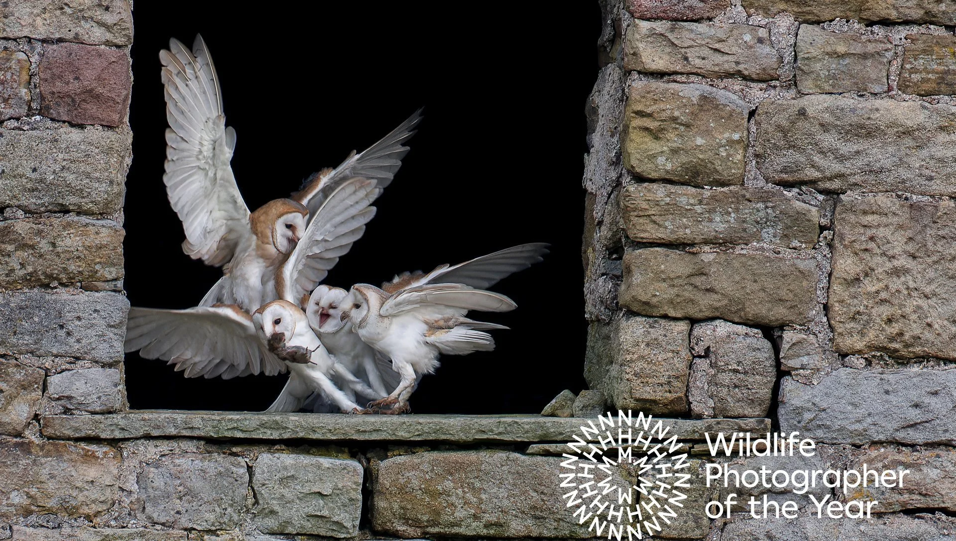 Barn owls squabbling in a stone barn window