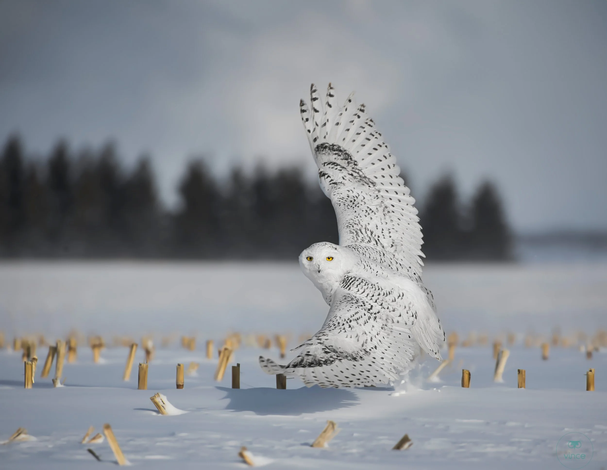 Snowy owl lifting off from a harvested field in winter