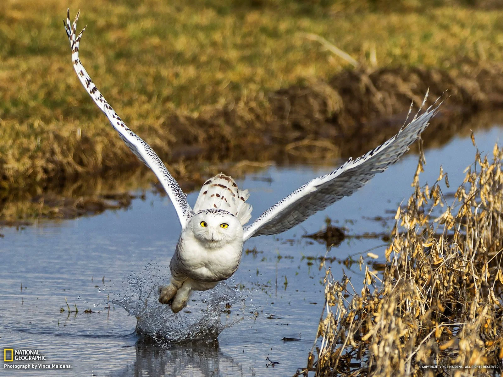 Snowy owl taking off from muddy water, wings spread, eyes locked on the lens