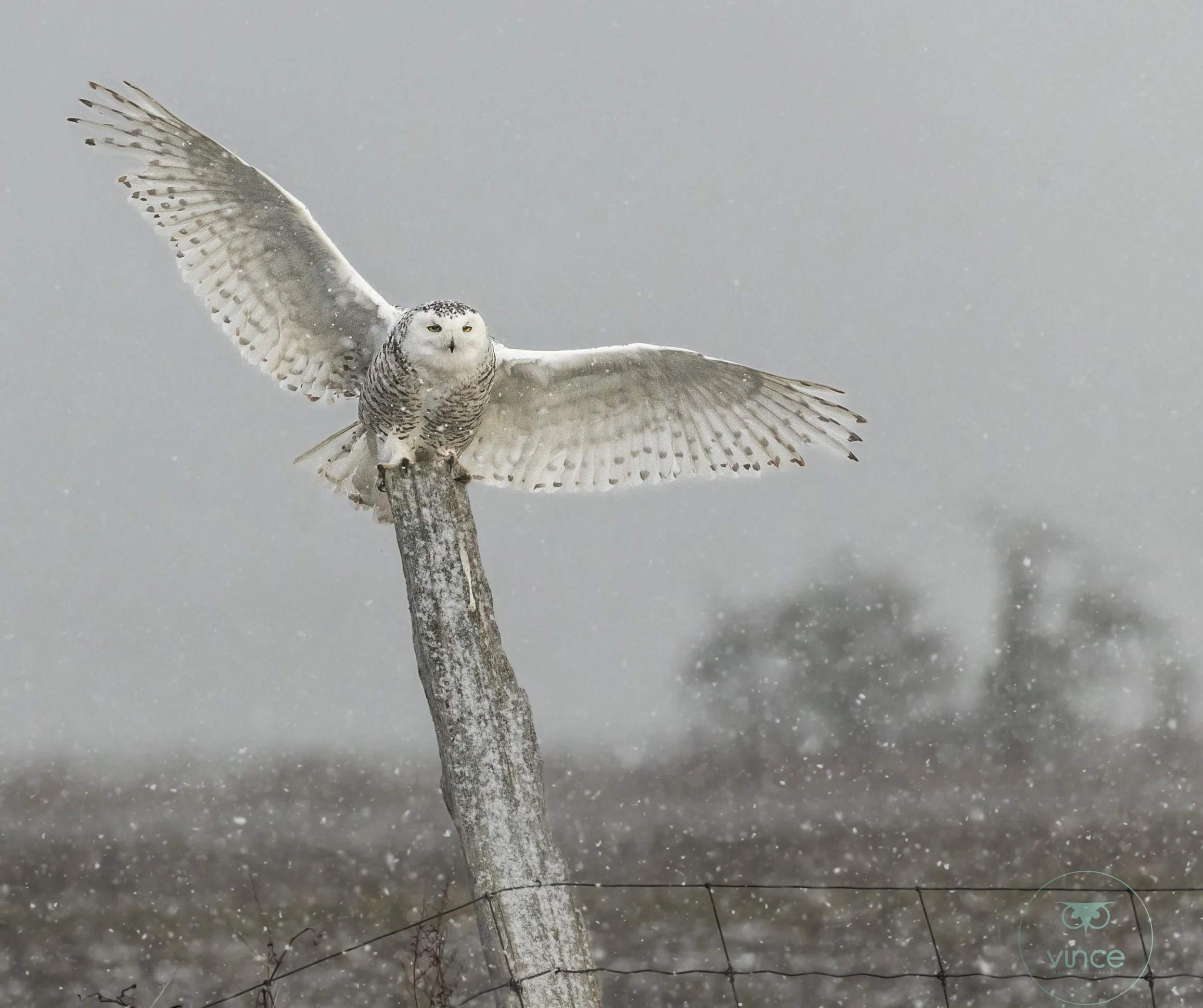 Snowy owl on post in snowstorm