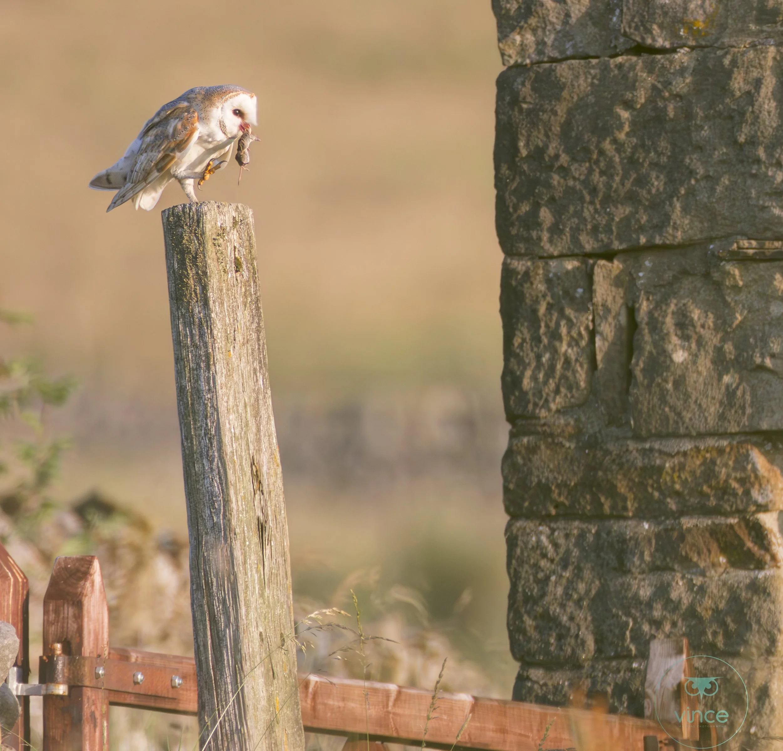 Owl on post with mouse, stone wall